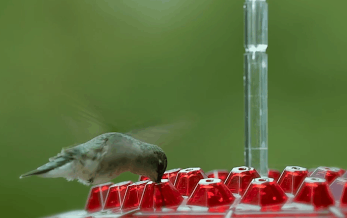 Wiszący podajnik dla kolibrów z nektarem i zabezpieczeniem