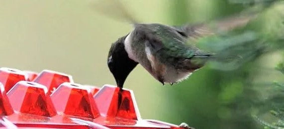Wiszący podajnik dla kolibrów z nektarem i zabezpieczeniem