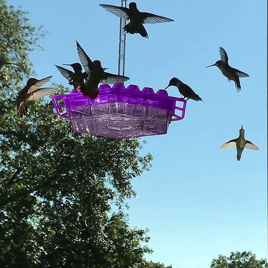 Wiszący podajnik dla kolibrów z nektarem i zabezpieczeniem