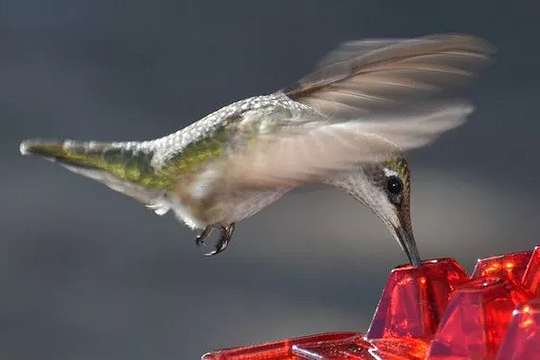 Wiszący podajnik dla kolibrów z nektarem i zabezpieczeniem