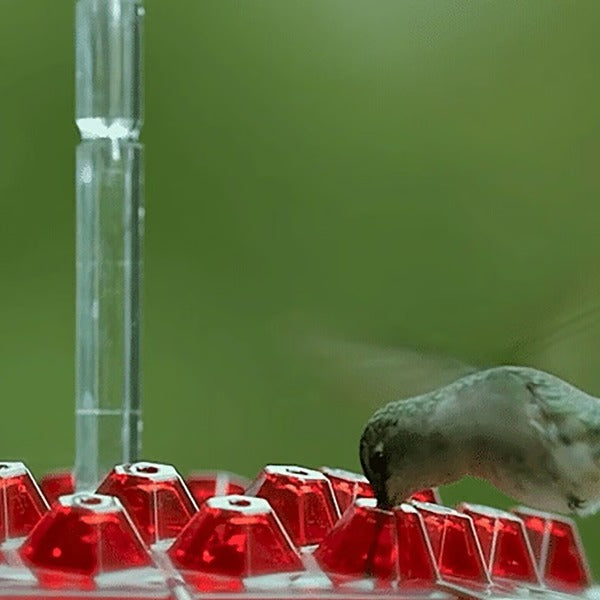 Karmnik dla kolibrów wiszący z pojemnikiem na nektar i ochroną mrówek